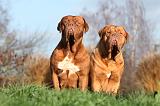 DOGUE DE BORDEAUX 198